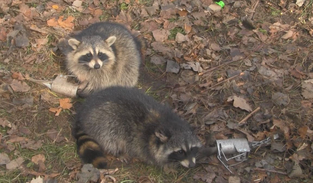 Dog-Proof Raccoon Traps