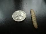 BITE ME WAXWORMS Wholesale 250 Live Waxworms/Bee Moths Wholesale Best Bait for Fishing, Reptile Food, Zoos and Rehabs. Worm Flavor. 1 Pound