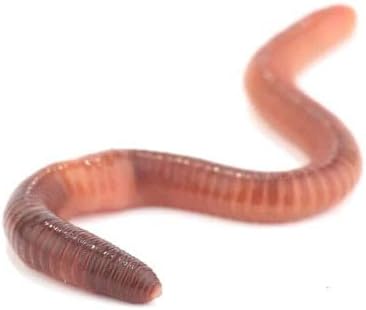 500 Big Reds aka European Nightcrawler Live Worms by DMF Bait
