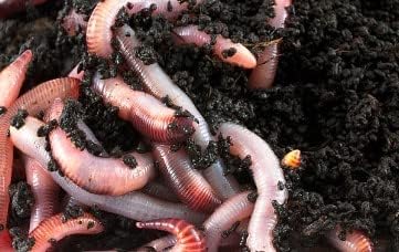 500 Big Reds aka European Nightcrawler Live Worms by DMF Bait