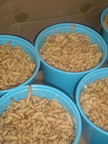BITE ME WAXWORMS Wholesale 250 Live Waxworms/Bee Moths Wholesale Best Bait for Fishing, Reptile Food, Zoos and Rehabs. Worm Flavor. 1 Pound
