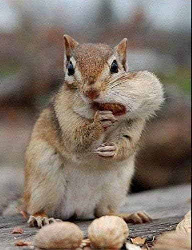 Wakefield Virginia Peanuts Bulk 45LB Bag Shelled Animal Peanuts for Squirrels, Birds, Deer, Pigs and a Wide Variety of Wildlife, Raw Peanuts/Bulk Nuts/Blue Jays/Cardinals/Woodpeckers