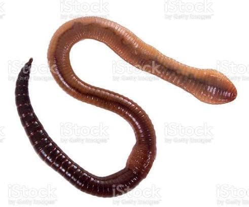 500 Big Canadian Nightcrawler Worms for Fishing in (2 Bags) by US Worm Supply. Live delivery Guaranteed by DMF The Worlds Largest Supplier of Live Bait.