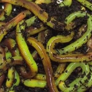 50 Green Canadian Nightcrawlers (4-6 inch) Worm-Glo Treated Fishing Bait