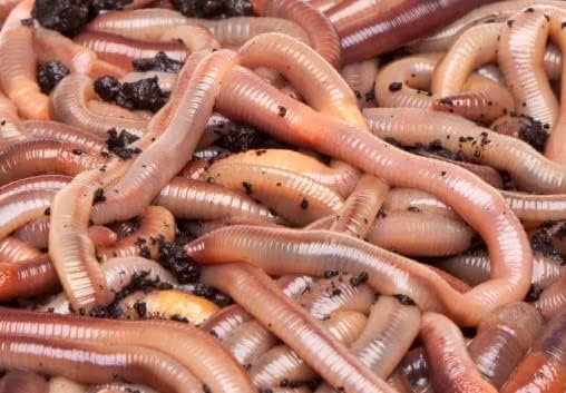 500 Big Canadian Nightcrawler Worms for Fishing in (2 Bags) by US Worm Supply. Live delivery Guaranteed by DMF The Worlds Largest Supplier of Live Bait.