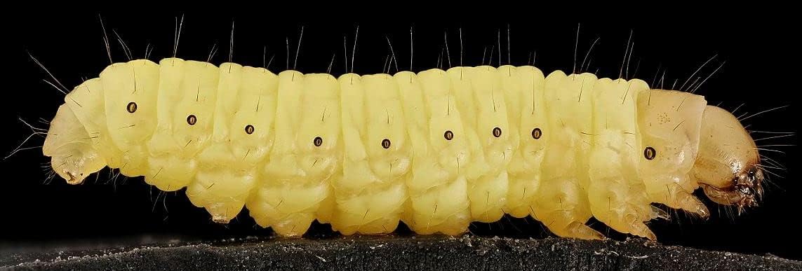 BITE ME WAXWORMS Wholesale 250 Live Waxworms/Bee Moths Wholesale Best Bait for Fishing, Reptile Food, Zoos and Rehabs. Worm Flavor. 1 Pound