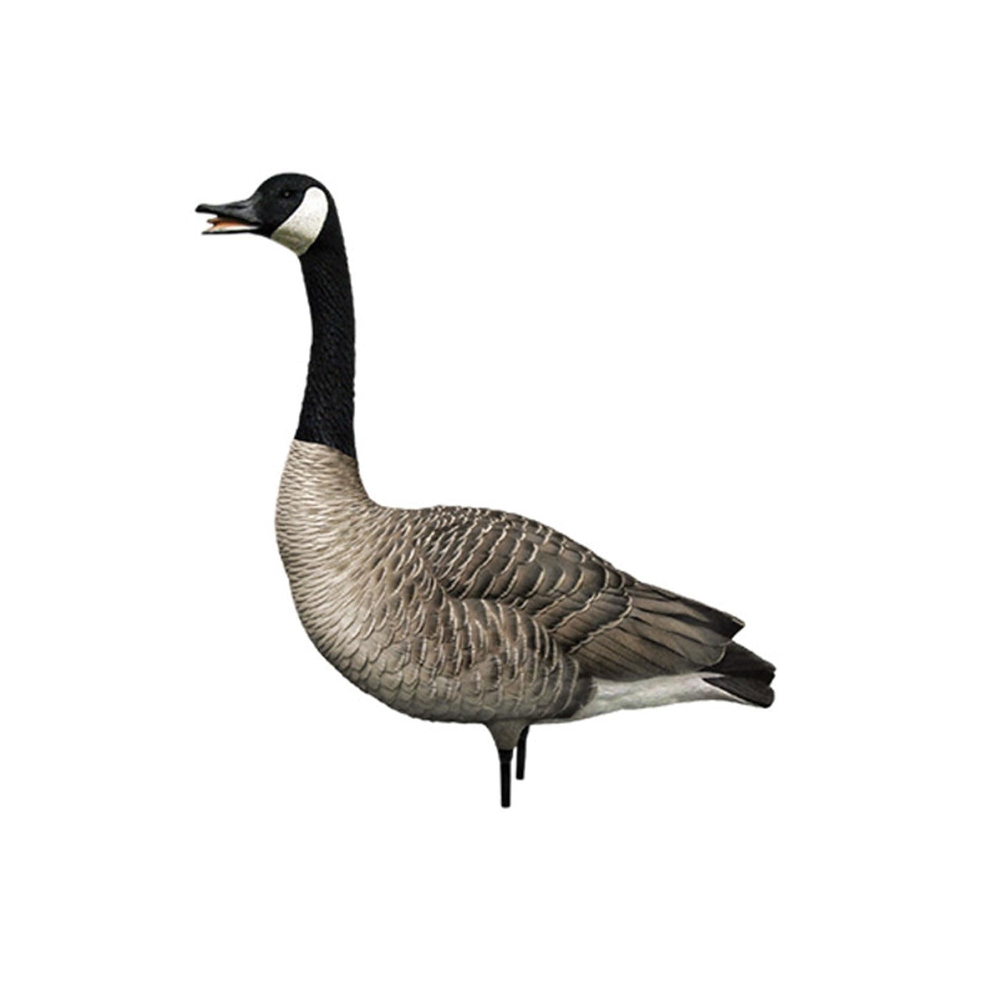 Avian X AXP Honkers Fusion Pack Full Body Canada Goose Decoys with Ultra Realistic Paint, Flocked Heads