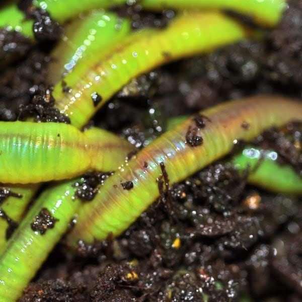 50 Green Canadian Nightcrawlers (4-6 inch) Worm-Glo Treated Fishing Bait
