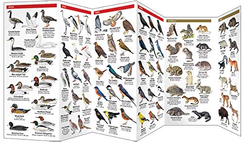 North Dakota Wildlife: A Folding Pocket Guide to Familiar Animals (Nature Observation North America)