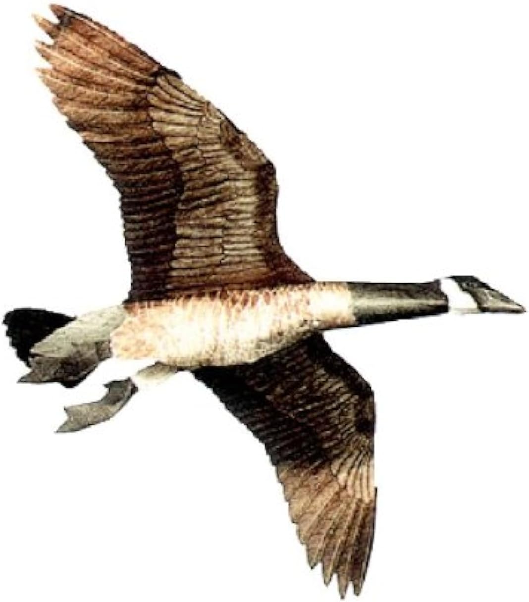 Inc. Canada Goose Flying Goose Decoy