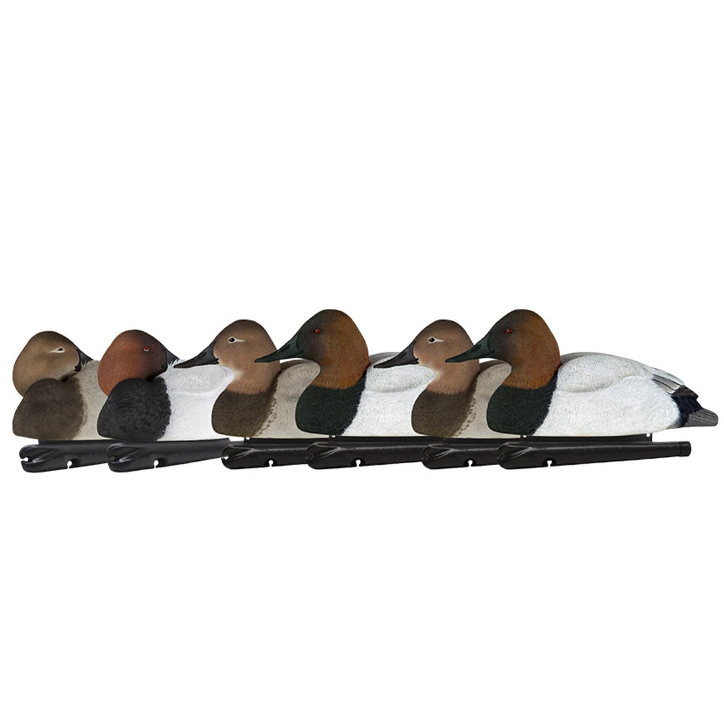 Avian X Topflight Canvasbacks Decoys Replicated Real Duck Bird Pack, Weight Forward Swim Keel Realistic Movement Design