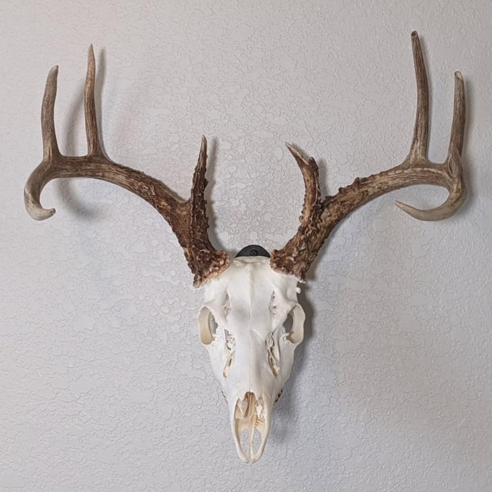 Easy European Mount Skull Hanger - Made in The USA with American Steel - Whitetail Deer Skull Hook mounting System - Euro Mount kit - Quick Install - Hog Bear Antelope Coyote