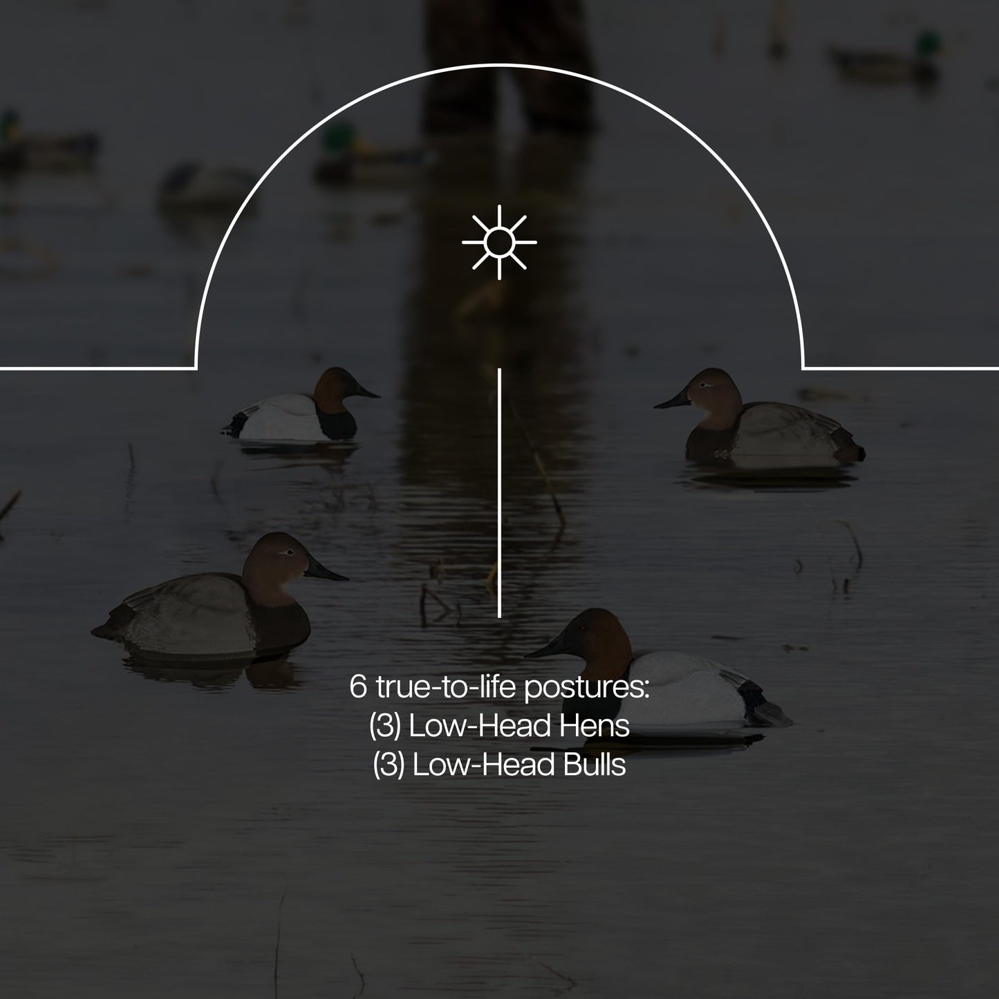 Avian X Topflight Canvasbacks Decoys Replicated Real Duck Bird Pack, Weight Forward Swim Keel Realistic Movement Design