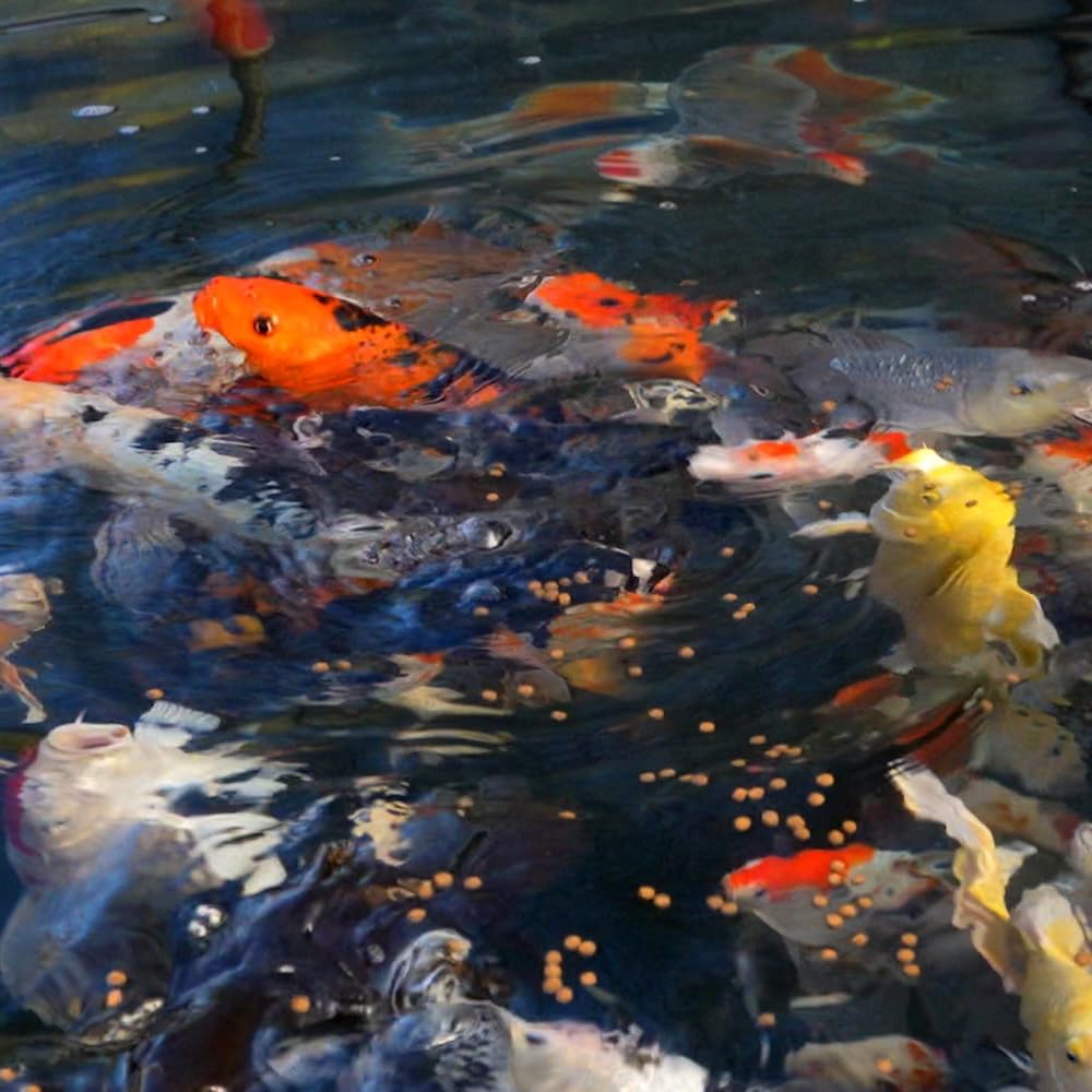 Blue Ridge Koi Fish Food 14lb - Koi Food 3/16” Platinum Pro Formula Goldfish Food, Premium Fish Food for Ponds, Ponds Fish Food, Floating Pond Pellet