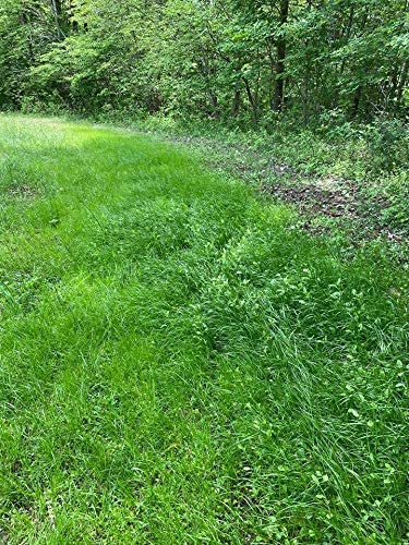 Shady Patch | All Year Deer Feeder | No Plow Food Plot Seed for Deer | Deer Food Plot Seed | White Clover Winfred Forage Brassica Rye Grass Rape Seeds| 5 lb Bags | 3-Pack