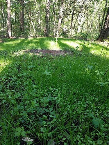 Shady Patch | All Year Deer Feeder | No Plow Food Plot Seed for Deer | Deer Food Plot Seed | White Clover Winfred Forage Brassica Rye Grass Rape Seeds| 5 lb Bags | 3-Pack