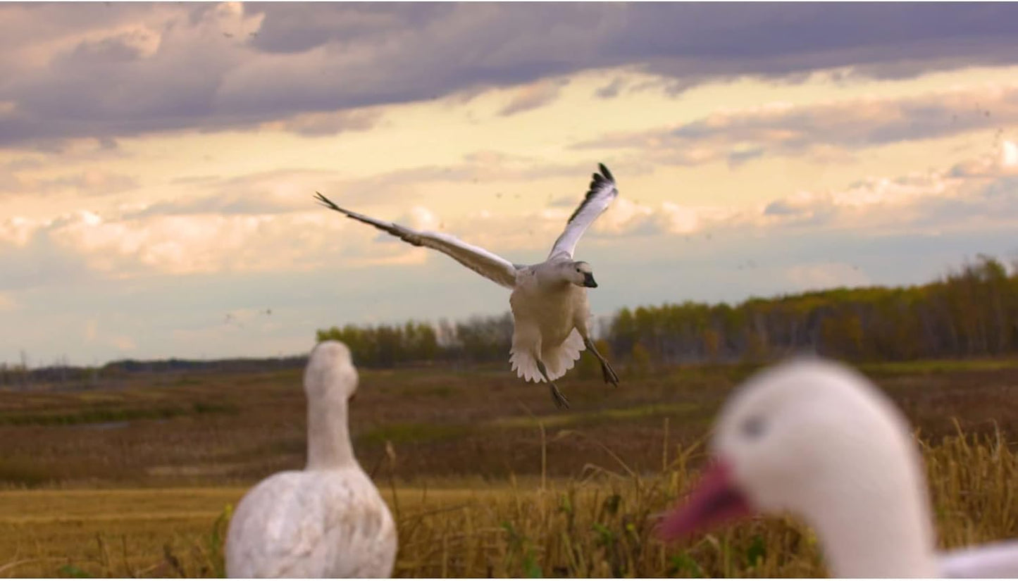 Higdon Outdoors APEX Full-Size Full-Body Variety Pack | Snow/Juvenile Goose Decoy for Waterfowl Hunting 8pk