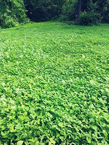 Shady Patch | All Year Deer Feeder | No Plow Food Plot Seed for Deer | Deer Food Plot Seed | White Clover Winfred Forage Brassica Rye Grass Rape Seeds| 5 lb Bags | 3-Pack