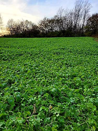 Shady Patch | All Year Deer Feeder | No Plow Food Plot Seed for Deer | Deer Food Plot Seed | White Clover Winfred Forage Brassica Rye Grass Rape Seeds| 5 lb Bags | 3-Pack