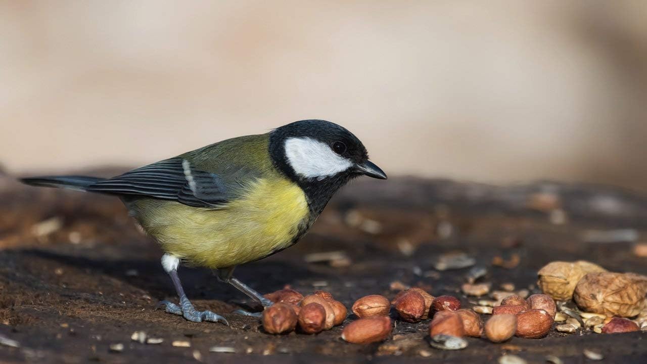Wakefield Virginia Peanuts Bulk 45LB Bag Shelled Animal Peanuts for Squirrels, Birds, Deer, Pigs and a Wide Variety of Wildlife, Raw Peanuts/Bulk Nuts/Blue Jays/Cardinals/Woodpeckers