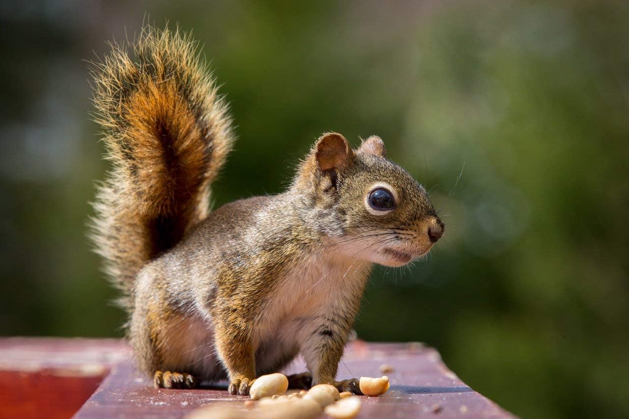 Wakefield Virginia Peanuts Bulk 45LB Bag Shelled Animal Peanuts for Squirrels, Birds, Deer, Pigs and a Wide Variety of Wildlife, Raw Peanuts/Bulk Nuts/Blue Jays/Cardinals/Woodpeckers