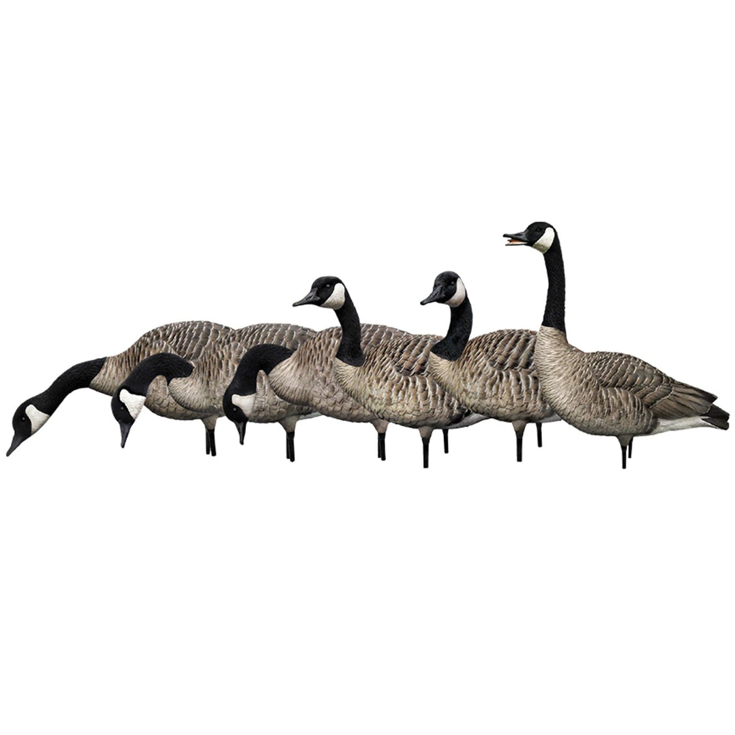 Avian X AXP Honkers Fusion Pack Full Body Canada Goose Decoys with Ultra Realistic Paint, Flocked Heads