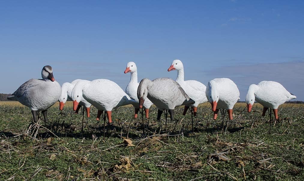 Higdon Outdoors APEX Full-Size Full-Body Variety Pack | Snow/Juvenile Goose Decoy for Waterfowl Hunting 8pk