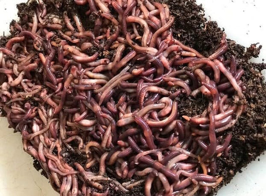 240ct European Nightcrawlers Worms - Fishing Bait, Composting or Pet Feed