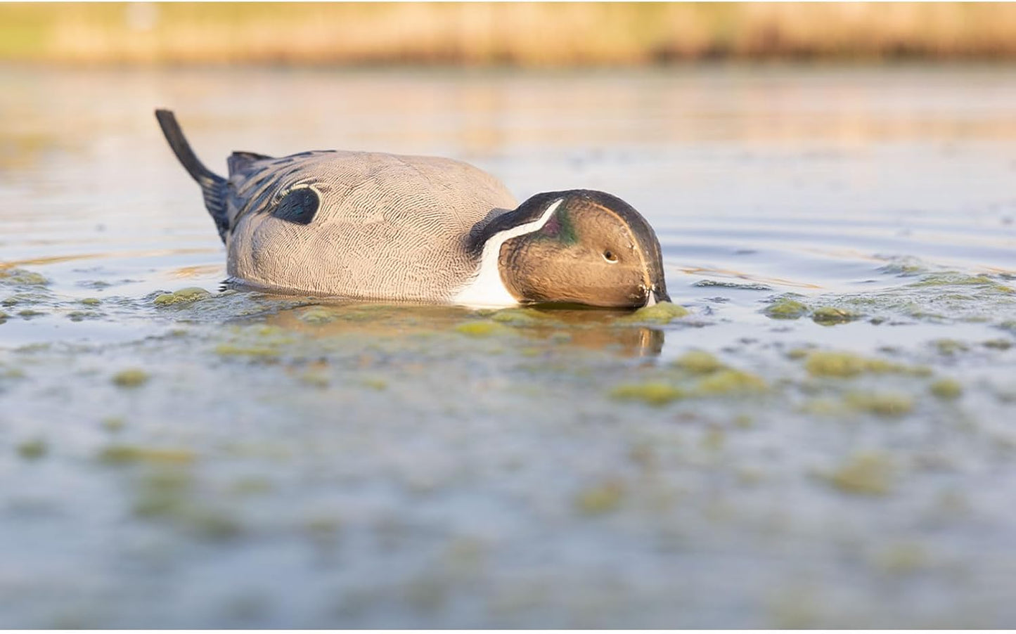 Avian-X Power Shaker Pintail Surface Feeder Floating Duck Decoy - Durable Foam-Filled Realistic Lifelike Waterfowl Hunting Motion Decoy