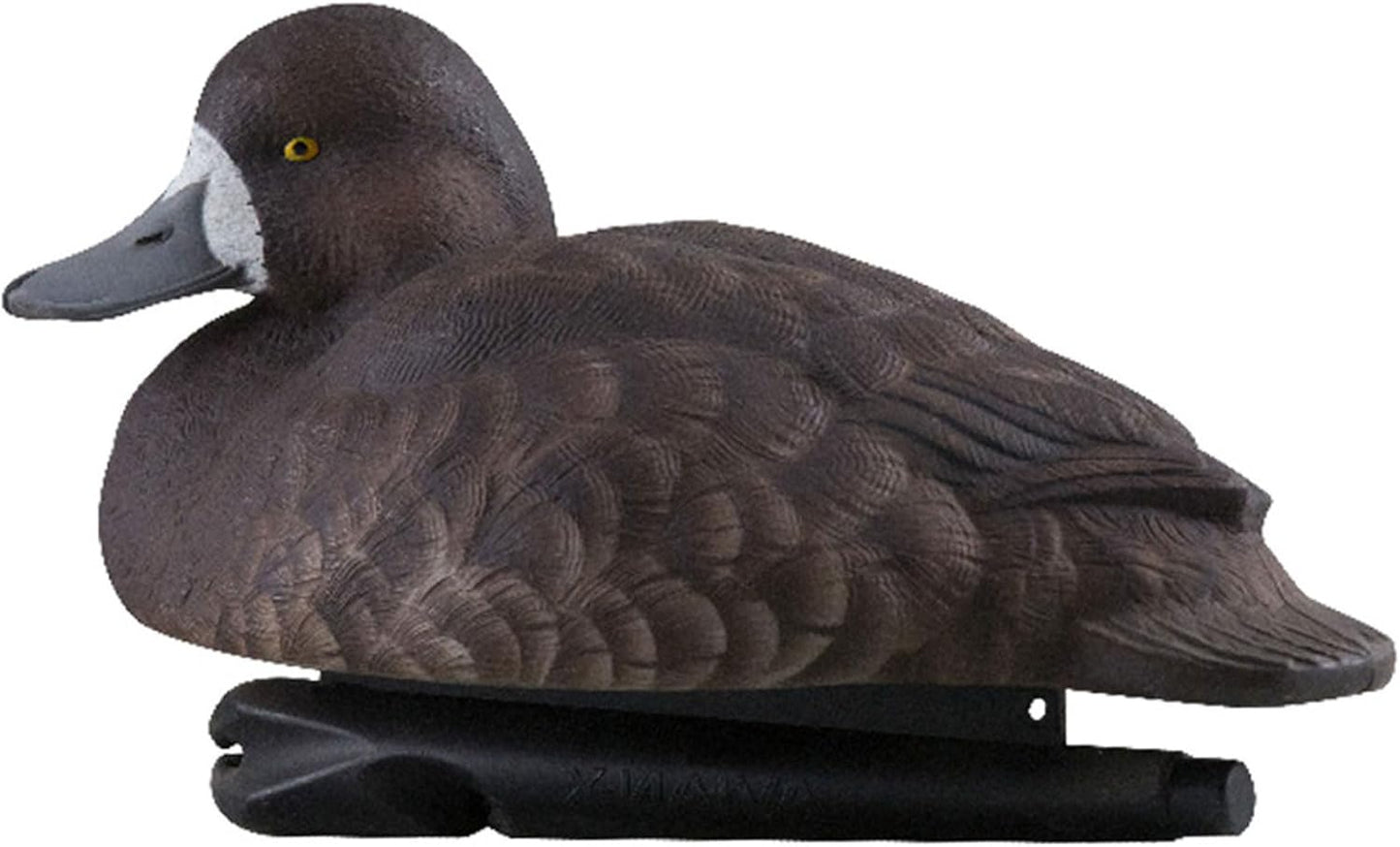 Avian-X Topflight Blue Bills Duck Decoys with Weight Forward Swim Keel Bundled with Topflight Canvasbacks Decoys, Realistic Gray Ducks