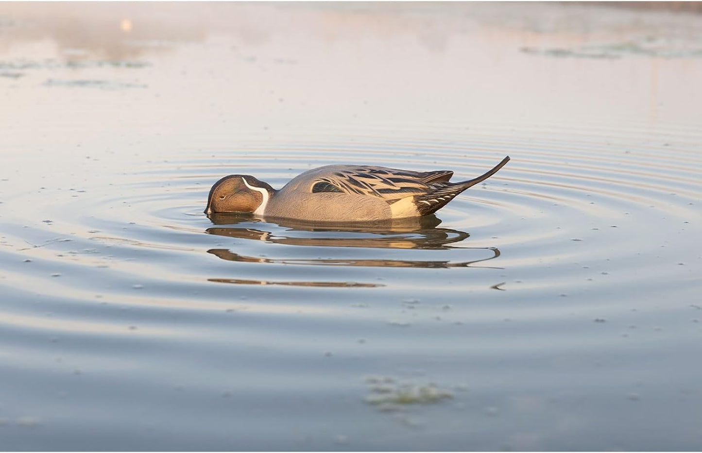 Avian-X Power Shaker Pintail Surface Feeder Floating Duck Decoy - Durable Foam-Filled Realistic Lifelike Waterfowl Hunting Motion Decoy