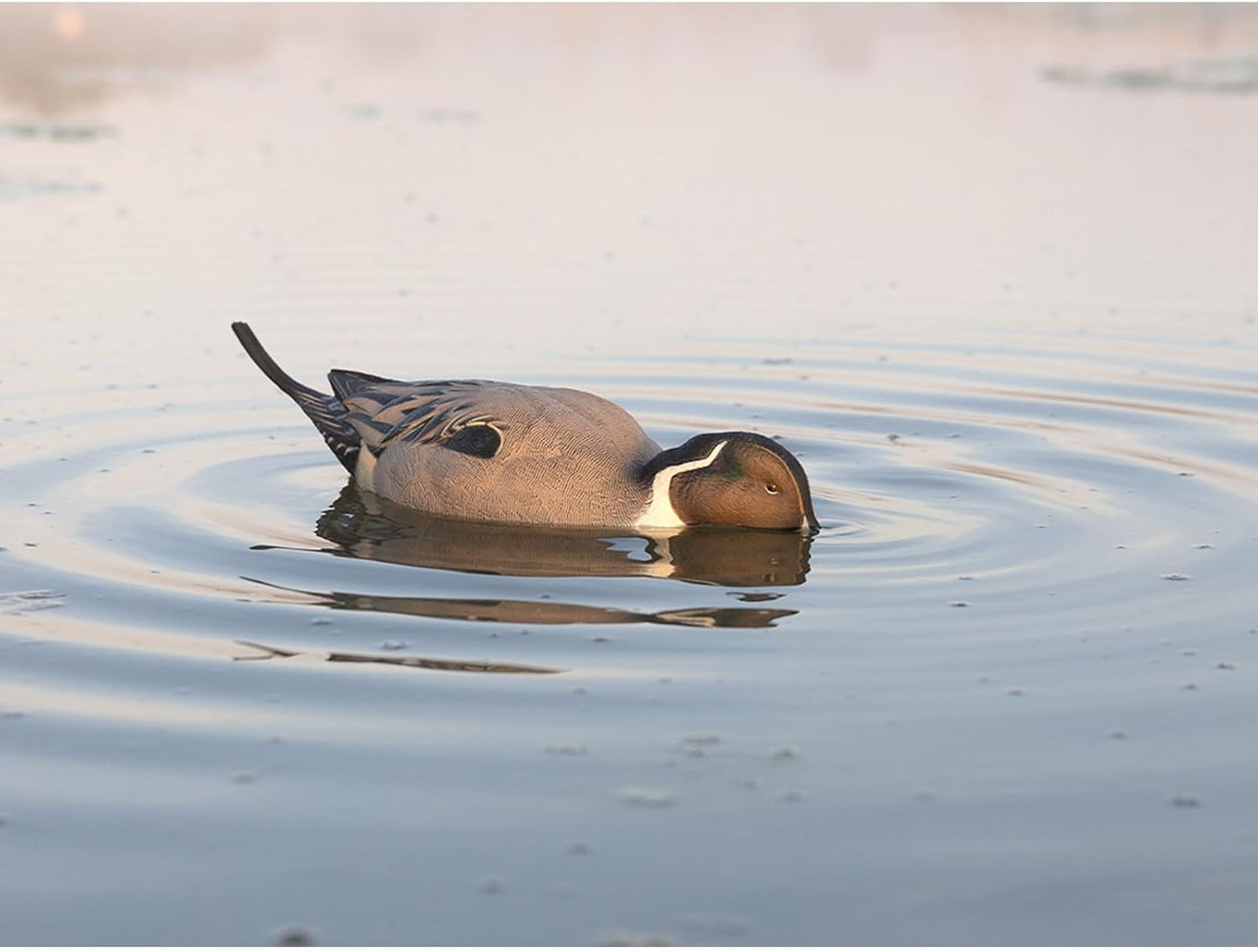 Avian-X Power Shaker Pintail Surface Feeder Floating Duck Decoy - Durable Foam-Filled Realistic Lifelike Waterfowl Hunting Motion Decoy