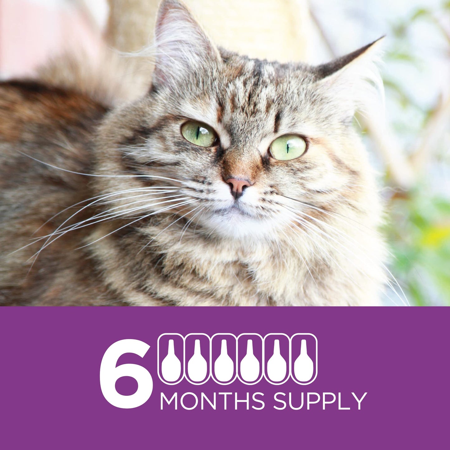 TevraPet Actispot II Flea Treatment for Large Cats 9+ lbs | 6 Doses | Powerful Prevention and Control