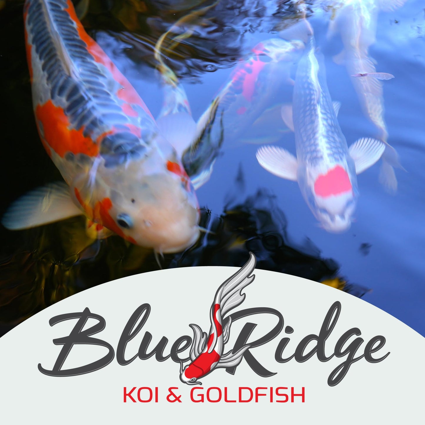 Blue Ridge Koi Fish Food 14lb - Koi Food 3/16” Platinum Pro Formula Goldfish Food, Premium Fish Food for Ponds, Ponds Fish Food, Floating Pond Pellet