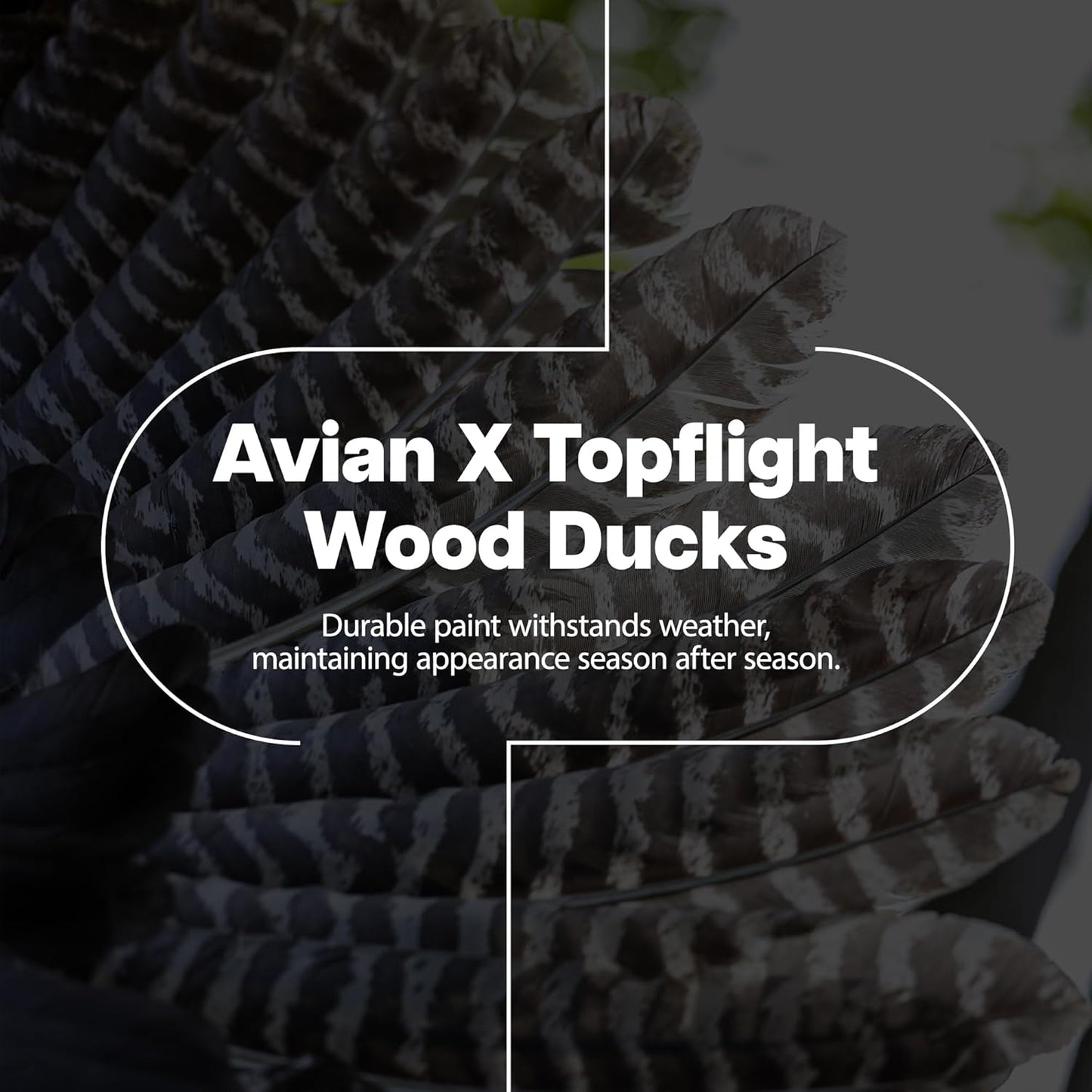 Avian X Topflight Pintail Decoys, Rugged Realistic Floating Duck Decoys for Hunting, Weight-Forward Swim Keel