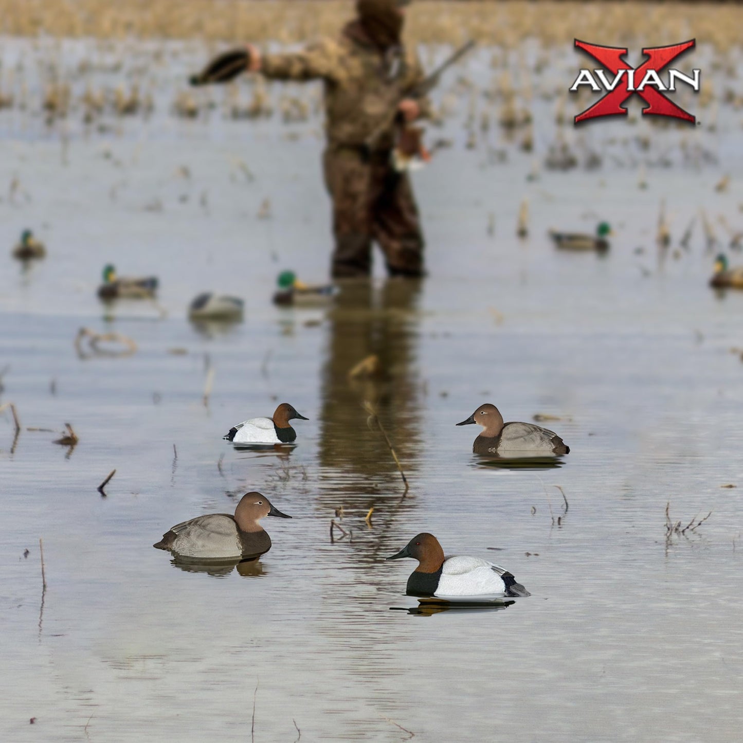 Avian X Topflight Canvasbacks Decoys Replicated Real Duck Bird Pack, Weight Forward Swim Keel Realistic Movement Design