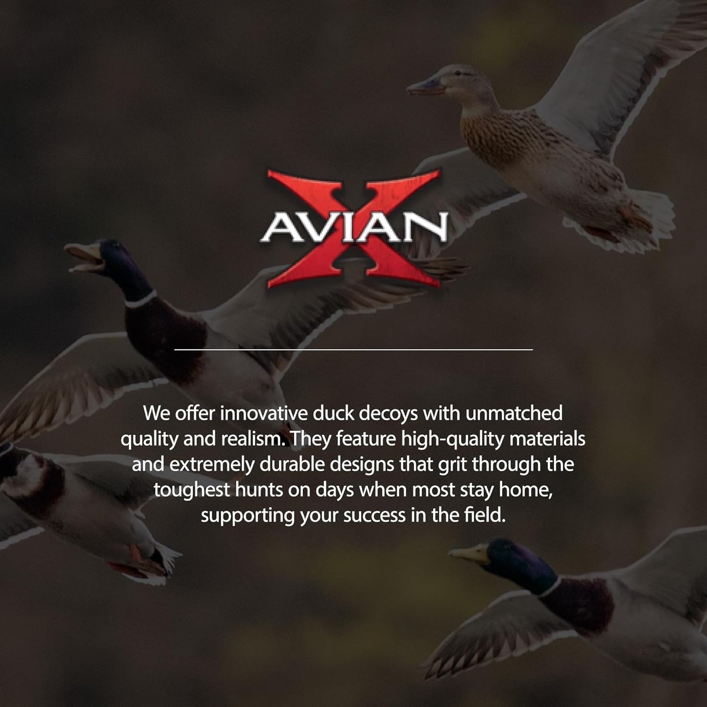 Avian X Topflight Pintail Decoys, Rugged Realistic Floating Duck Decoys for Hunting, Weight-Forward Swim Keel