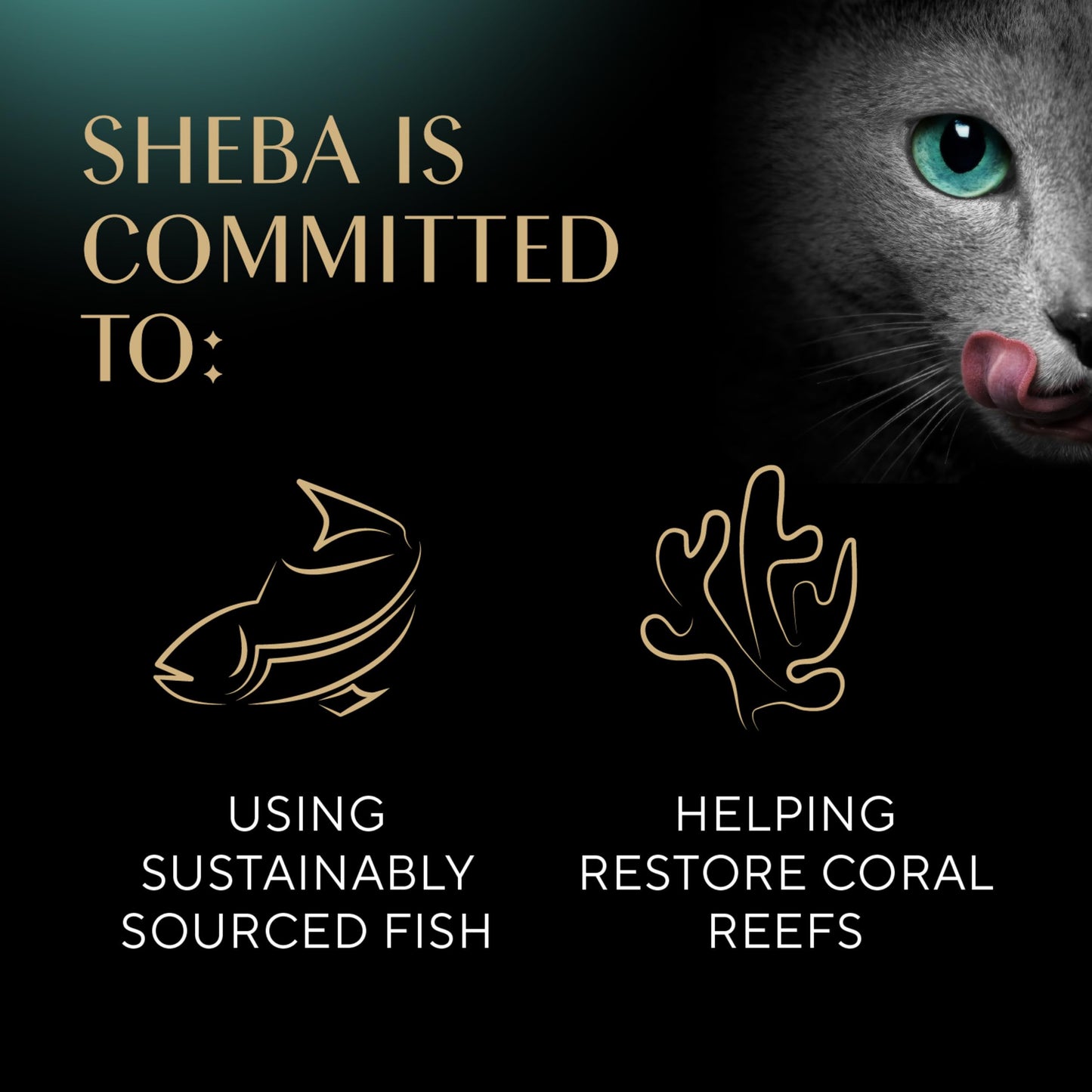 Sheba Perfect Portions Wet Cat Food Pate with Sustainable Salmon, Signature Seafood Entree, and Tender Whitefish and Tuna Entree Variety Pack, 2.6 oz. Twin Pack Trays (24 Count, 48 Servings)