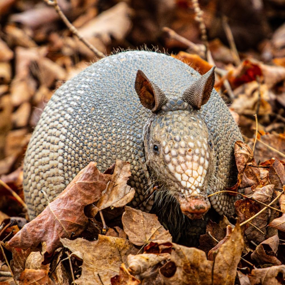 Armadillo Scram All Natural Granular Repellent - All-Natural, Animal, People and Pet Safe Granule from Epic Repellent (6 lb Bag)