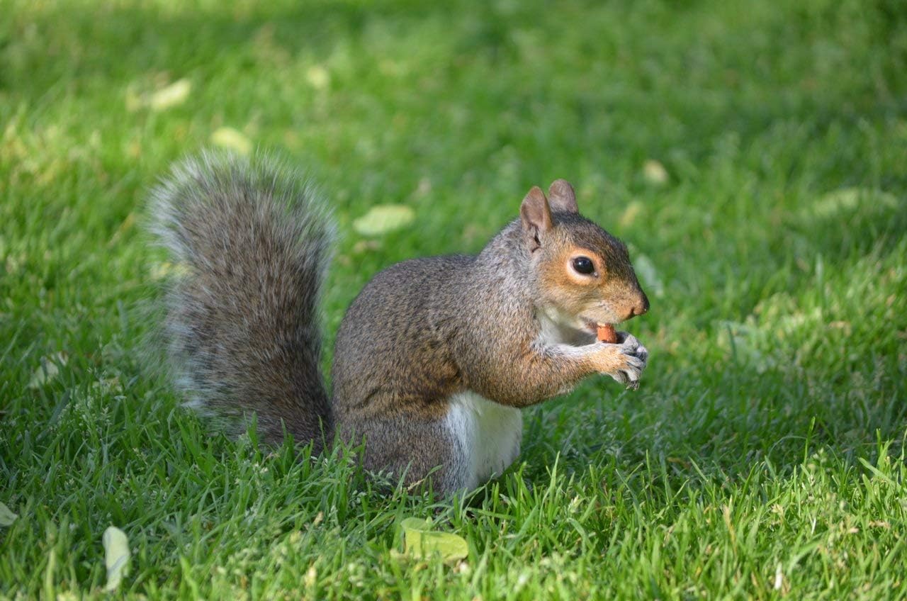 Wakefield Virginia Peanuts Bulk 45LB Bag Shelled Animal Peanuts for Squirrels, Birds, Deer, Pigs and a Wide Variety of Wildlife, Raw Peanuts/Bulk Nuts/Blue Jays/Cardinals/Woodpeckers