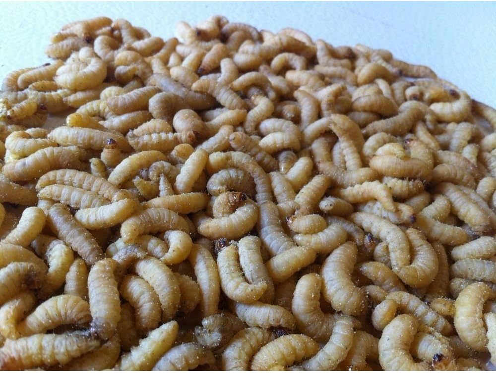 500 Live Wax Worms Bee Moth Live Bait Ice Fishing Reptile Food waxworms