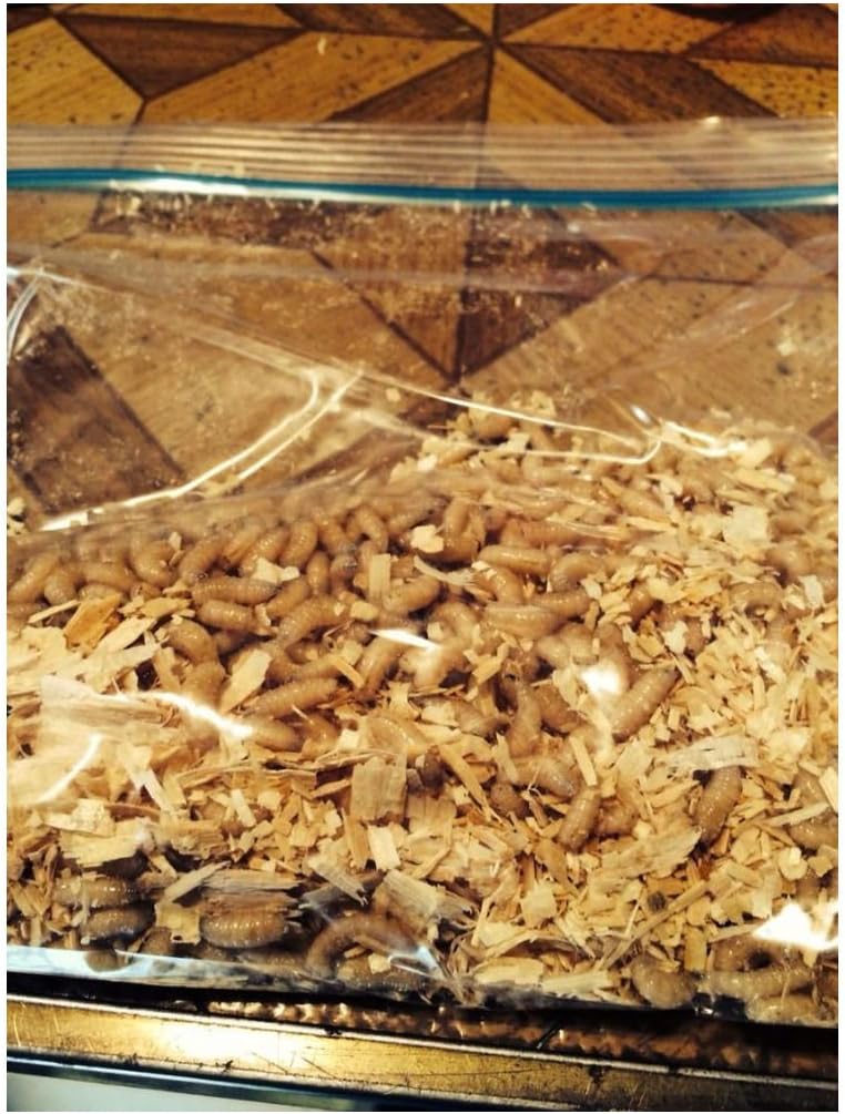 500 Maggots Spikes Live Bait Ice Fishing Grub Worms Reptile
