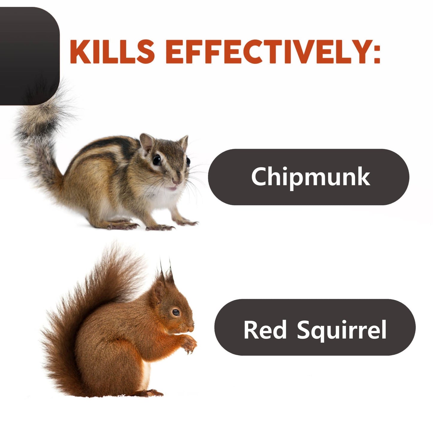 Squirrel Traps Outdoor - Squirrel Traps - Ouell Traps - Trap for Squirrels (Small)
