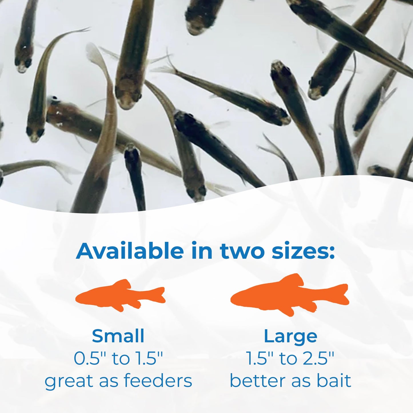 Toledo Goldfish Black Fathead Minnows, Tuffies, or Crappie Minnows - Perfect for Aquariums or as Feeder Fish for Ponds, 0.5 to 1.5 Inches, 500 Fish