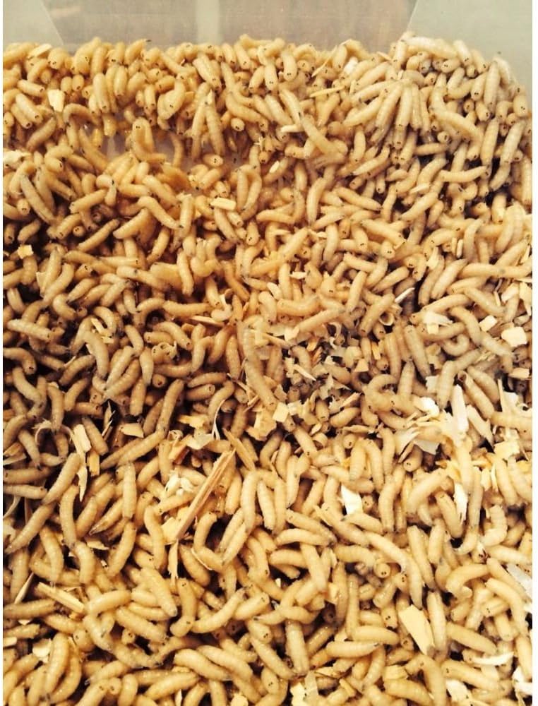 500 Maggots Spikes Live Bait Ice Fishing Grub Worms Reptile