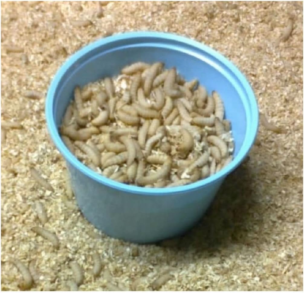 500 Live Wax Worms Bee Moth Live Bait Ice Fishing Reptile Food waxworms
