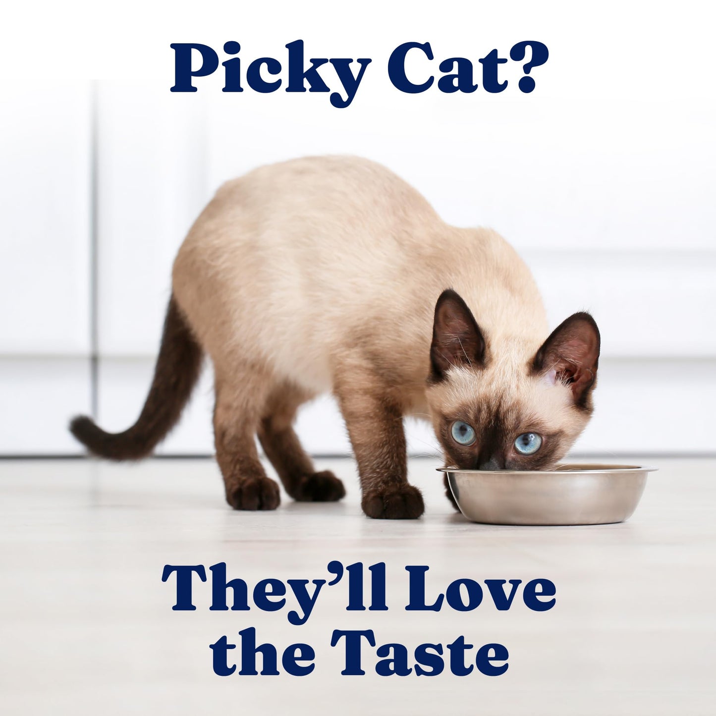 Solid Gold High Protein Dry Cat Food - Grain Free & Gluten Free Chicken Cat Dry Food w/Probiotics for Gut Health & Digestion - High Fiber & Omega 3 - Low Carb Superfood Kibble for Cats All Ages - 6LB
