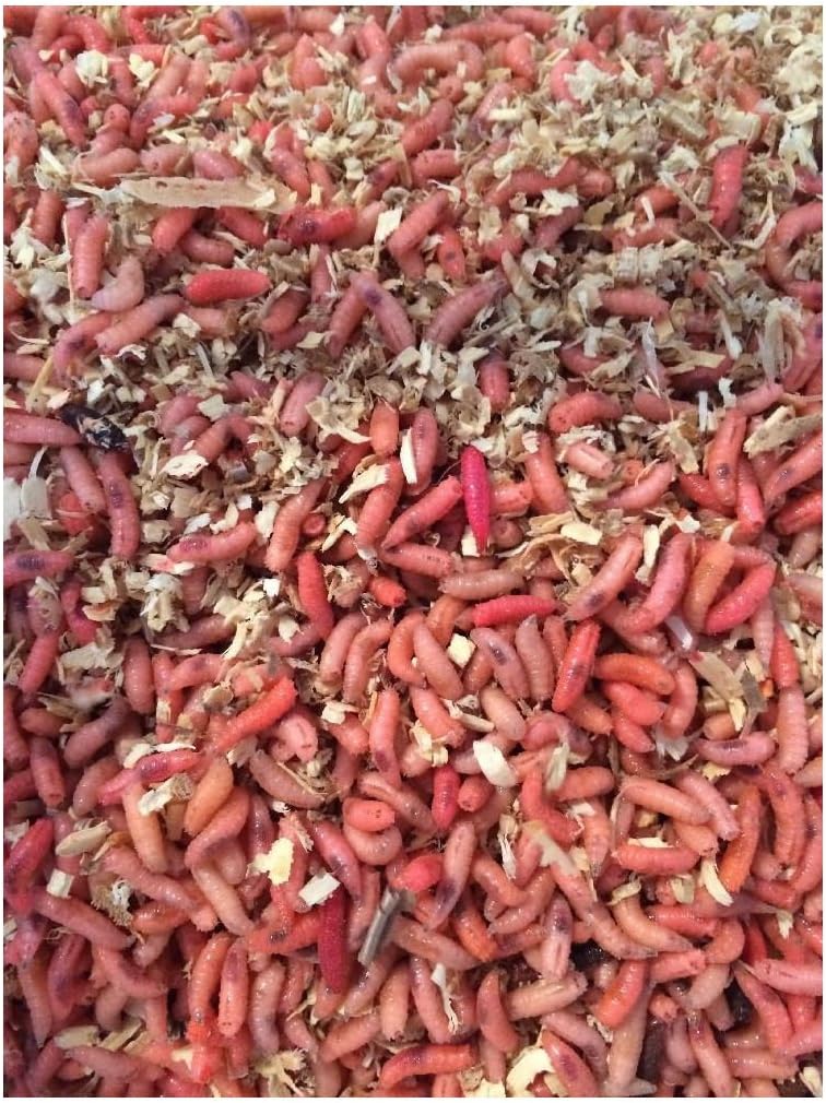 500 Maggots Spikes Live Bait Ice Fishing Grub Worms Reptile