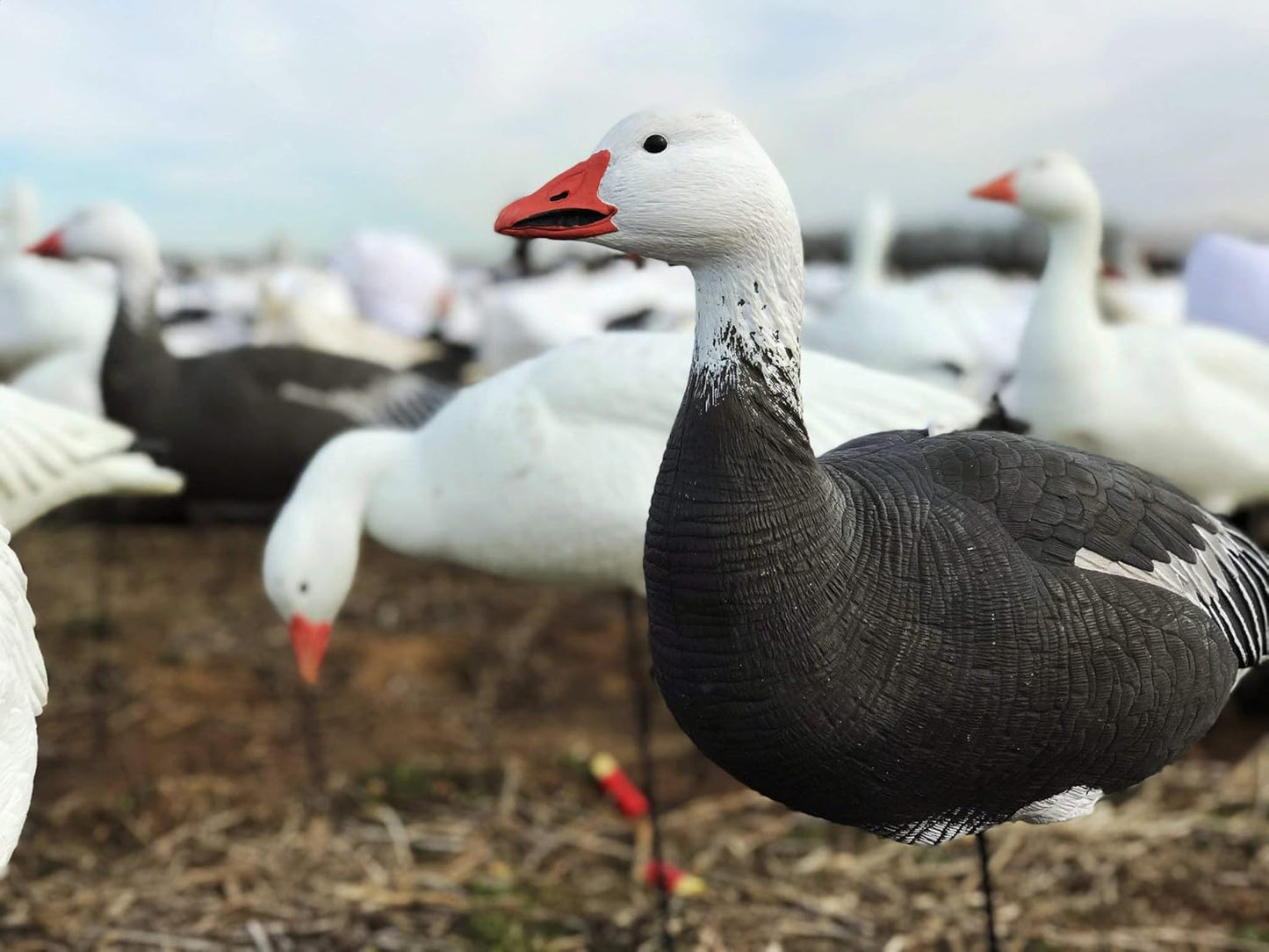 White Rock EVAC Fullbody Snow/Blue Goose Decoy Combo - 12 Pack