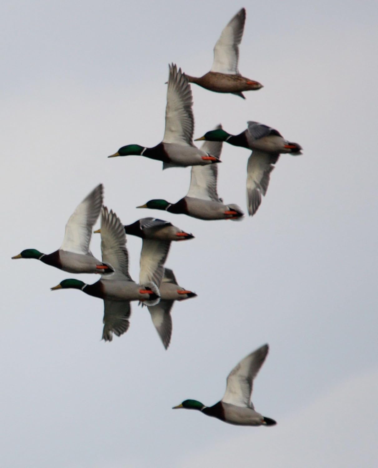 Primos Hunting 805 Duck Call, Easy Mallard Single Reed